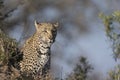 Female leopard looking for male mate