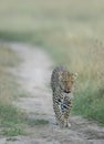 Female Leopard at Masai Mara