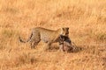 Female leopard in Masai Mara