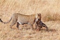 Female leopard in Masai Mara