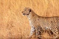 Female leopard in Masai Mara Royalty Free Stock Photo