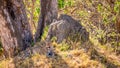 A female leopard Panthera pardus on a hot day in Savuti Reserve, Botswana. Royalty Free Stock Photo