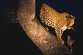 Female leopard stressful in a tree at night