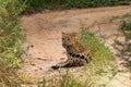 Female leopard resting on ground Royalty Free Stock Photo