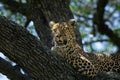 Female leopard resting on a tree branch Royalty Free Stock Photo