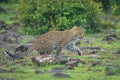 Female leopard rises from sitting among rocks Royalty Free Stock Photo