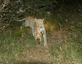 Female leopard runs with her kill Royalty Free Stock Photo