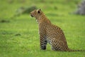 Female leopard sits on grass looking up Royalty Free Stock Photo