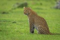 Female leopard sits on grass turning head Royalty Free Stock Photo
