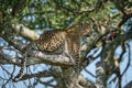 Female leopard sits in tree looking out