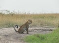 Female Leopard sitting on the forest path in the morning light at Masai Mara, Kenya Royalty Free Stock Photo