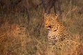 Female leopard sitting in tall grass