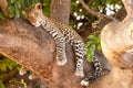 Female leopard sitting on a tree relaxing in Botswana in Chobe in Africa Royalty Free Stock Photo