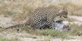 Female leopard slaps male while mating on grass in nature Royalty Free Stock Photo
