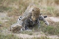 Female leopard slaps male while mating on grass in nature Royalty Free Stock Photo