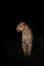 A female leopard standing still looking to her side in the pitch black of the night.