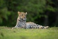 Female leopard turns head lying on grass Royalty Free Stock Photo