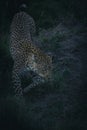 A female leopard walking down a termite mound