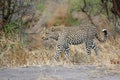 Female leopard walking in Sabi Sands Game Reserve