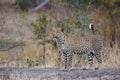 Female leopard watching around in Sabi Sands Game Reserve Royalty Free Stock Photo