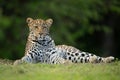 Female leopard watching camera lying on grass Royalty Free Stock Photo