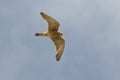 Lesser Kestrel, female - Falco naumanni - HÃÂ©rault, France Royalty Free Stock Photo