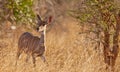 A female Lesser Kudu
