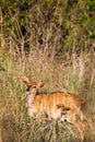 Female Lesser Kudu in Grassland of Swaziland, Mlilwane Wildlife Sanctuary