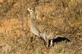 Female Lesser Prairie Chicken Royalty Free Stock Photo