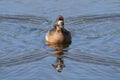 Female Lesser Scaup Aythya affinis