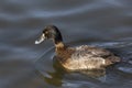 Female Lesser scaup duck Royalty Free Stock Photo