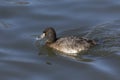 Female Lesser scaup duck