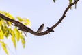 Female Lined Seedeater Bird Royalty Free Stock Photo