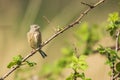 Female Linnet bird, Carduelis cannabina singing Royalty Free Stock Photo