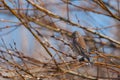 Female Linnet Royalty Free Stock Photo