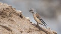 Female Linnet Eating Salt Royalty Free Stock Photo