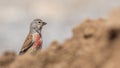 Female linnet on Top of Soil Royalty Free Stock Photo