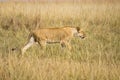 Female lion Royalty Free Stock Photo