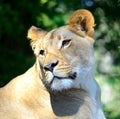 Female Lion Royalty Free Stock Photo