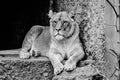 Female Lion At The Artis Zoo Amsterdam The Netherlands In Black And White