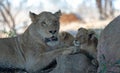 Female lion with baby lion cubs at rest in South Africa Royalty Free Stock Photo