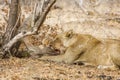 Female lion and baby eating a warthog in Kruger Park, South Africa Royalty Free Stock Photo