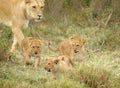 Female lion and baby, MASAI MARA Royalty Free Stock Photo