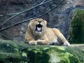 Female lion in Bioparco Zoo in Rome