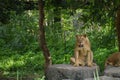 Female Lion in Chiangmai night safari Royalty Free Stock Photo