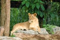 Female Lion Royalty Free Stock Photo