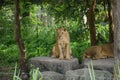 Female lion in Chiangmai night safari Royalty Free Stock Photo