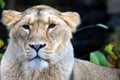 Female lion Royalty Free Stock Photo