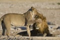 Female lion covering the eyes of male lion w
