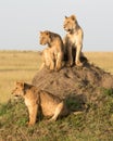 Female lion with cubs.